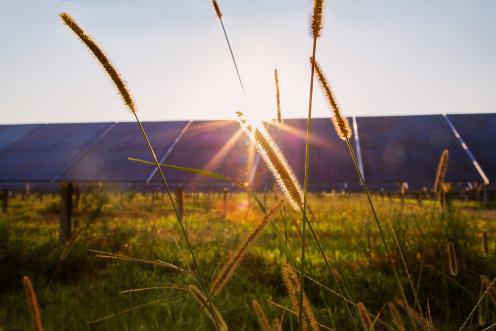 Happy solar farm