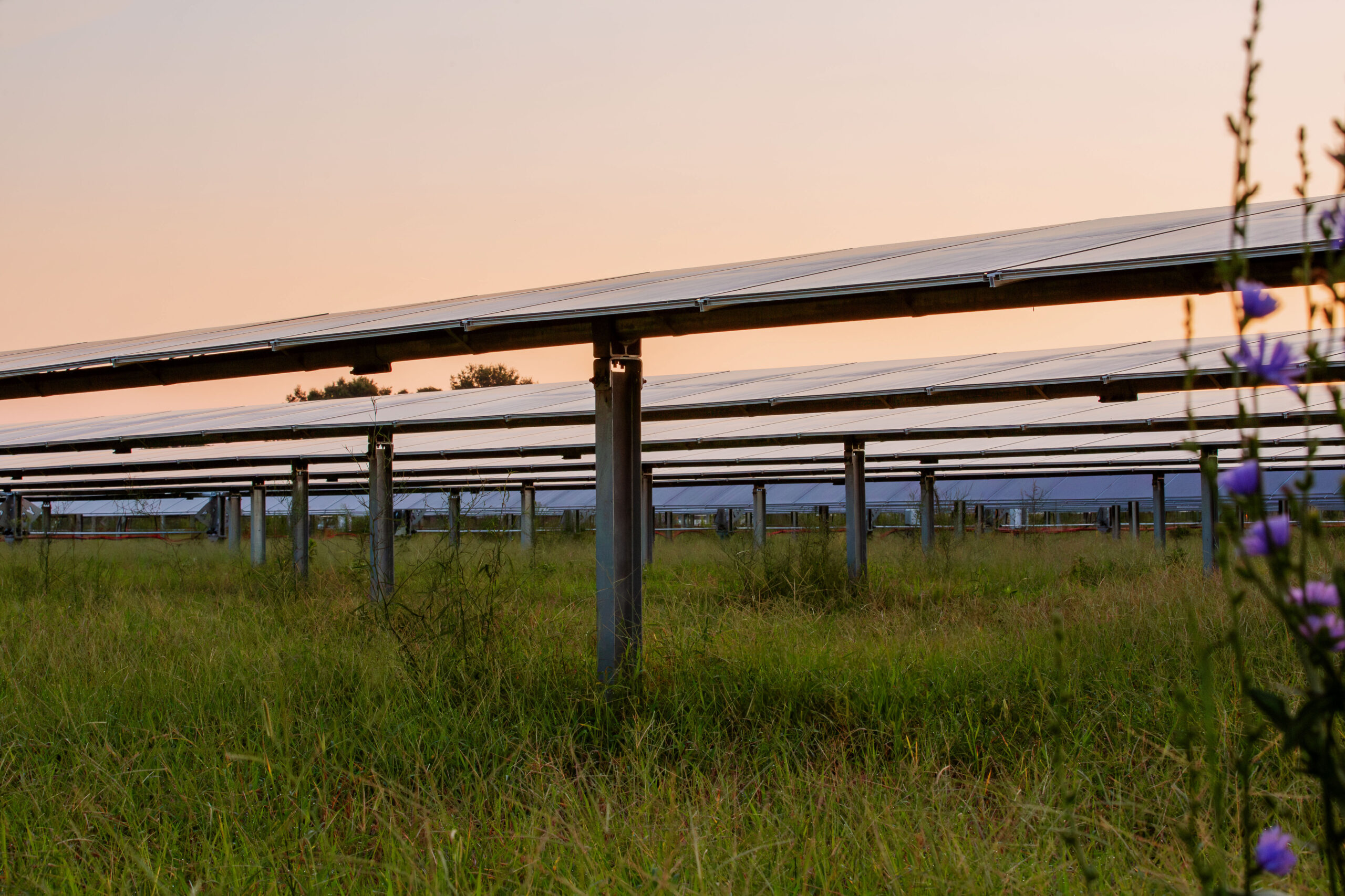 Solar panels installed in a grassy field at sunset